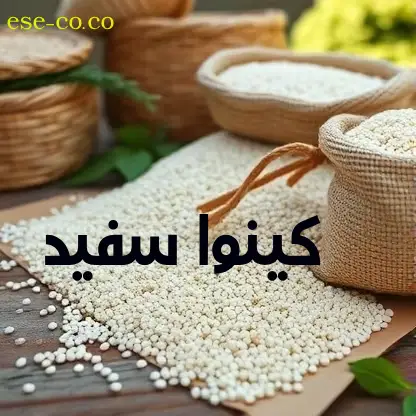 فروش دانه کینوا سفید