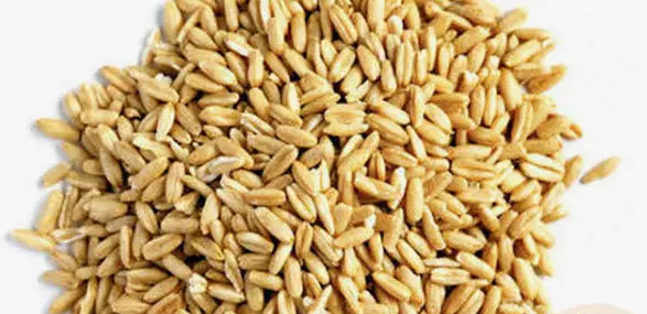 Hull-less Oats
